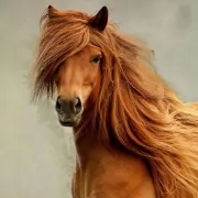 Animal horse PFP