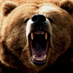 Animal bear PFP