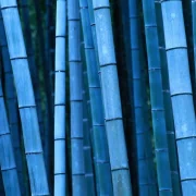 blue bamboo artistic nature PFP