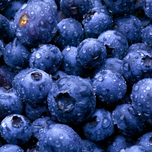 Blueberry Pfp