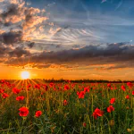  poppy field