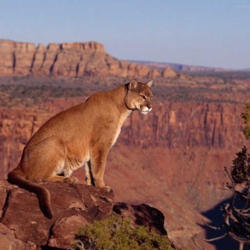 Download Animal Cougar PFP