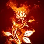  Fire Flower