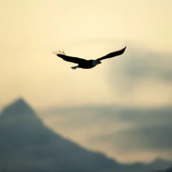 Animal eagle PFP