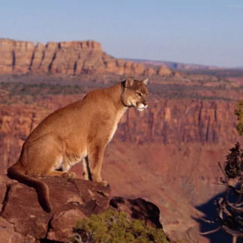 Animal cougar PFP