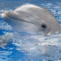 30+ Dolphin pfp