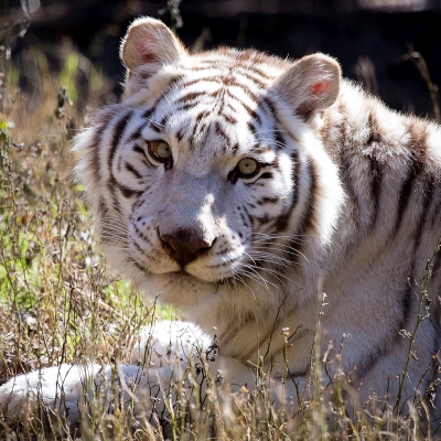 White Tiger Pfp