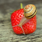 Snail eating a strawberry