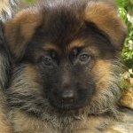 Close-up of a German Shepherd puppy with soft fur and expressive eyes, used as a forum avatar/profile photo.
