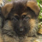 Animal german shepherd PFP
