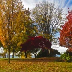  West Coast Fall