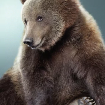 Animal bear PFP