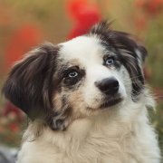 Download Bokeh Poppy Red Flower Summer Dog Animal PFP