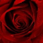 Download Nature Flower PFP