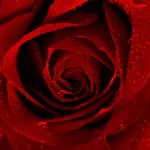 nature flower PFP