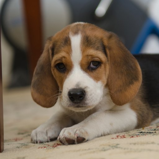 Download Cute Sad Baby Animal Puppy Beagle Dog Animal PFP