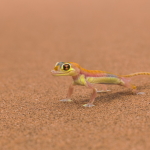 Gecko Pfp