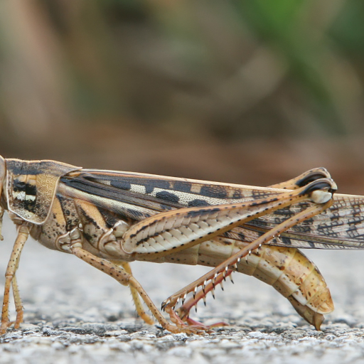 Grasshopper Pfp by Tom Friedel
