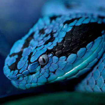 Animal snake PFP