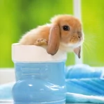 Animal rabbit PFP