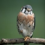 Download Animal Kestrel PFP