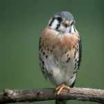 Animal kestrel PFP