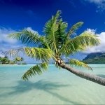 Download Nature Tree PFP