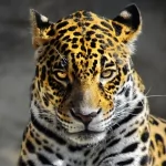 Animal leopard PFP