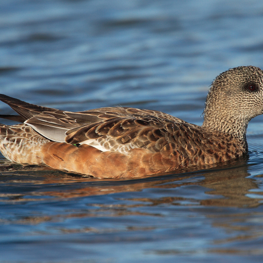 American Wigeon Pfp by Mdf