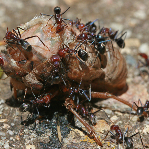 Ant Pfp by John O'Neill