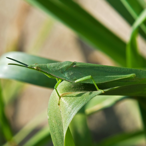 Grasshopper Pfp by Joydeep
