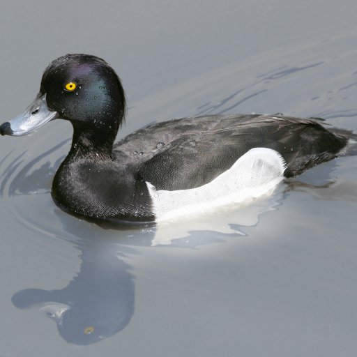 Download Animal Duck PFP by Richard Bartz