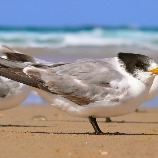 Greater crested tern by benjamint444