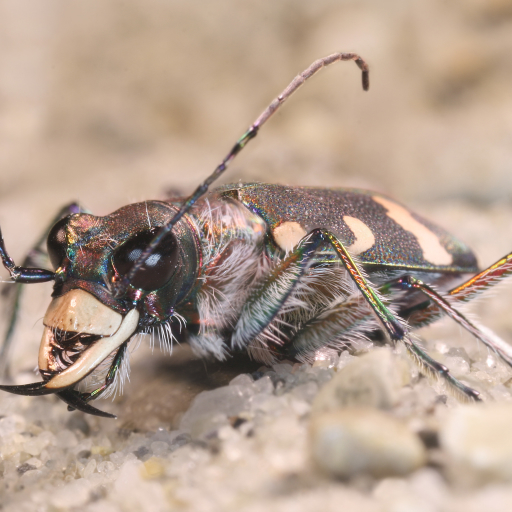 Cicindela hybrida, also known as the northern dune tiger beetle by Richard Bartz