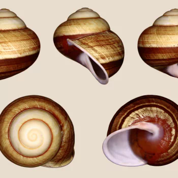 nature shell PFP