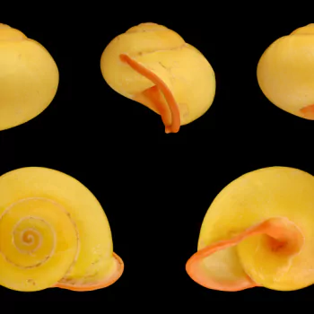 nature shell PFP