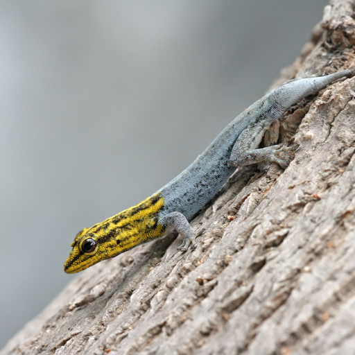 Gecko Pfp by Muhammad Mahdi Karim