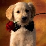 A golden retriever puppy wearing a black bow tie and holding a red rose in its mouth, set against a warm, blurred background.