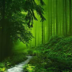  River in Green Misty Forest