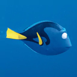 Finding Dory Dory (Finding Nemo) movie PFP