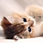 A playful kitten lies on its back, gazing curiously at the viewer. This charming animal image serves as a forum avatar or profile picture.