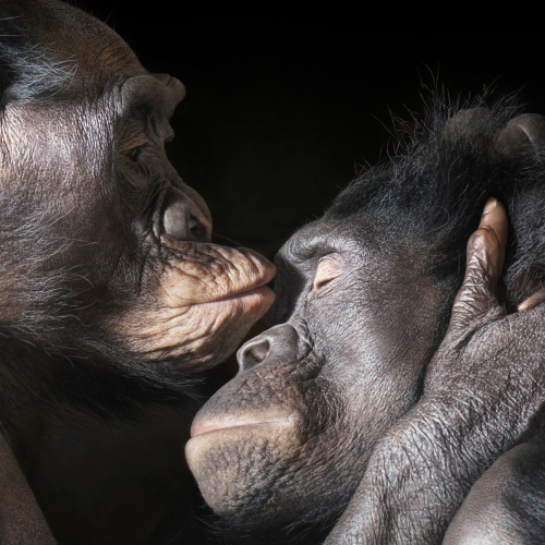 Affectionate Chimpanzees