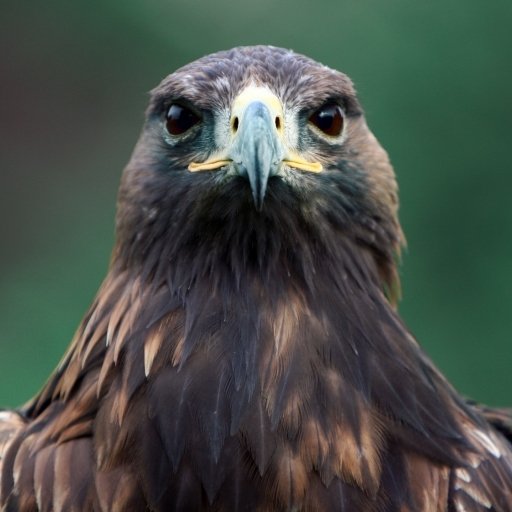 Hawk Forum Avatar | Profile Photo - ID: 58170 - Avatar Abyss