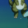 Starter Pokemon