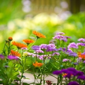 Download Flower Colorful Nature PFP
