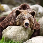 resting bear Animal PFP
