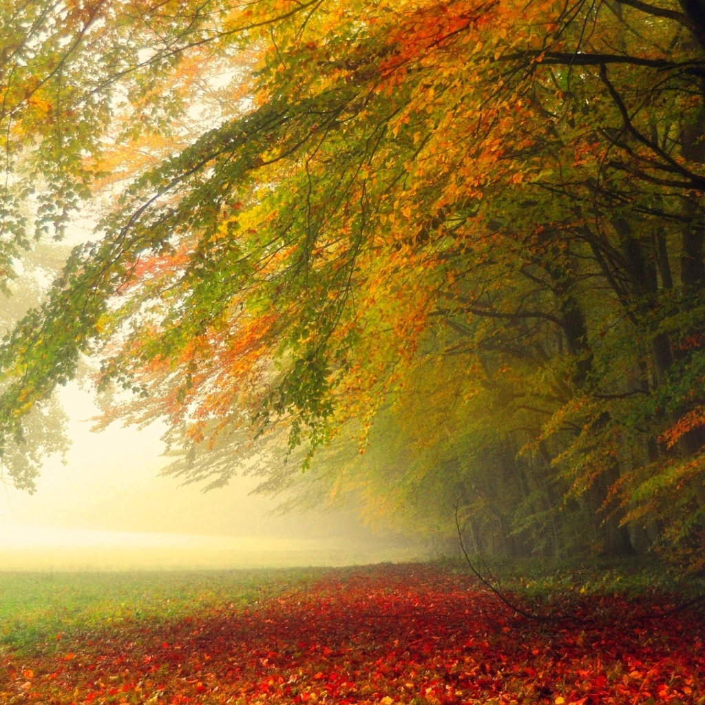 Misty Autumn Forest Path