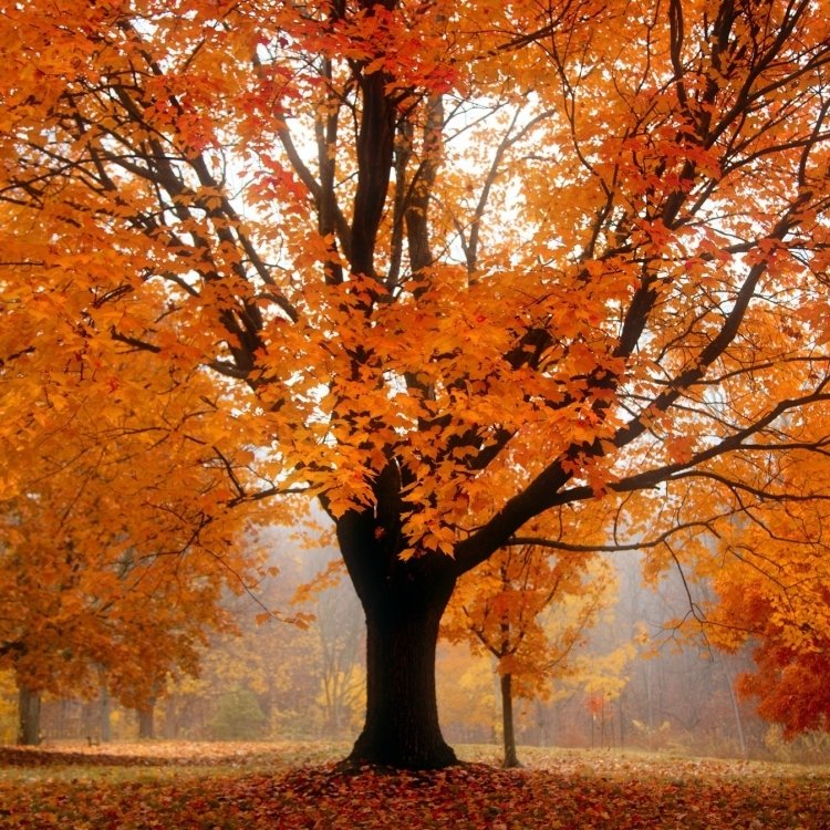 Download Wood Park Tree Fall Nature Pfp