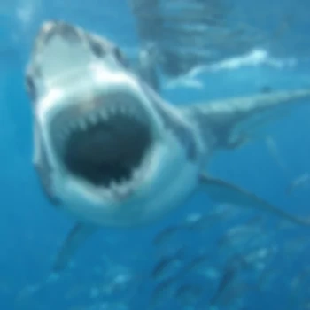 Great White Shark PFP