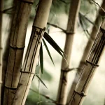 nature bamboo PFP